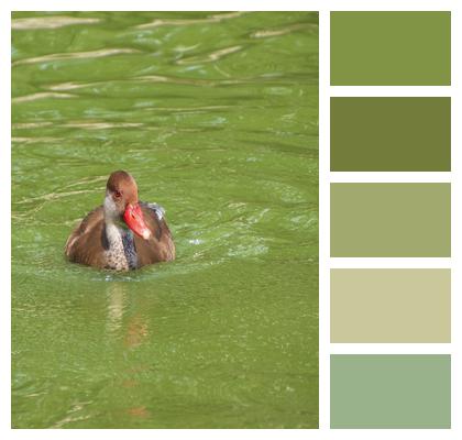 Lake Common Pochard Pochard Image